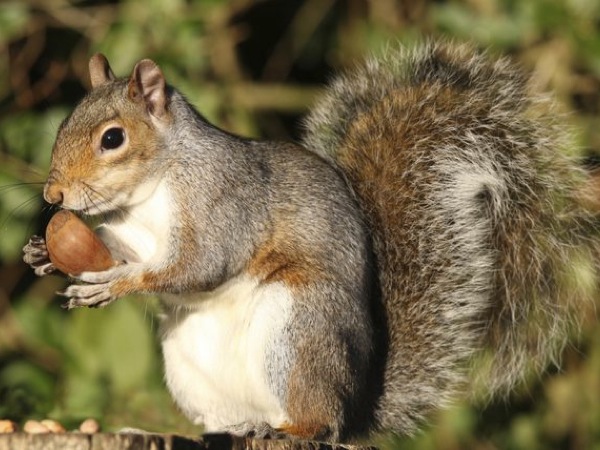 Gli animali del bosco - La raganella onlus